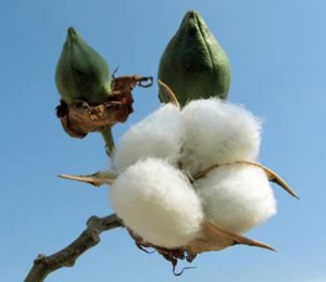 Cotton plant. Semi di cotone.